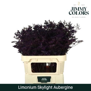 Limonium Skylight L80 Aubergine