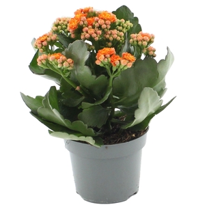 Kalanchoë 12 cm Perfecta Orange in transparant sleeve