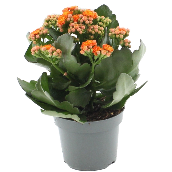 <h4>Kalanchoë 12 cm Perfecta Orange in transparant sleeve</h4>