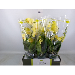 Phalaenopsis   ...yellow