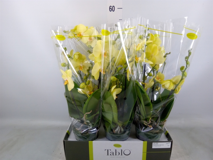 <h4>Phalaenopsis   ...yellow</h4>