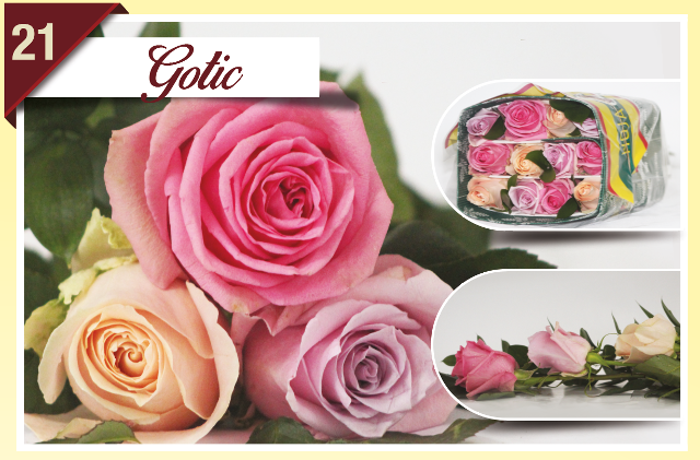 <h4>R Gr Rainbow Gotic 40cm EC</h4>