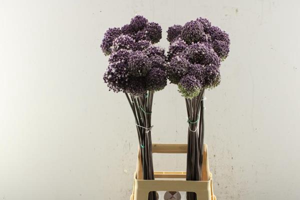 <h4>Allium Summer Drummer L 85</h4>