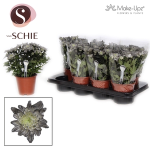 Ch Grandezza Make-Upz® Black