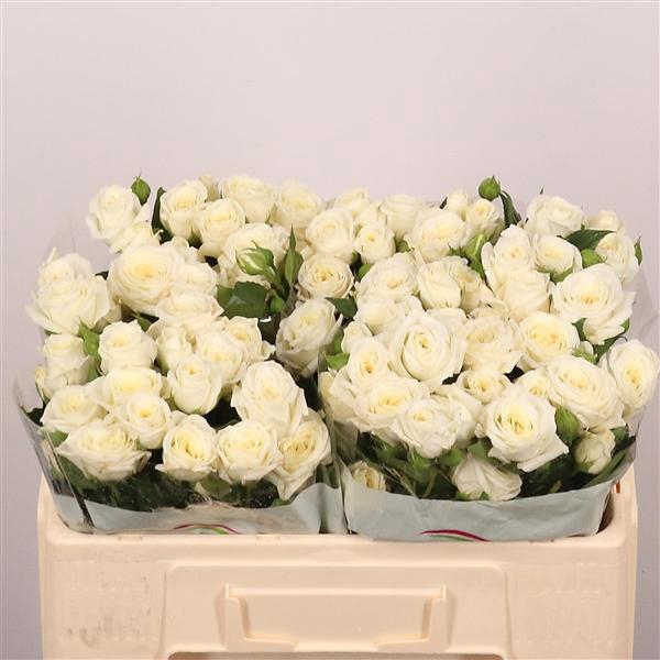 <h4>Snow Bubbles Tr</h4>