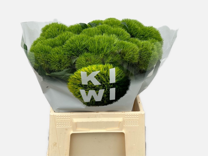 <h4>DI BARB KIWI MELLOW</h4>