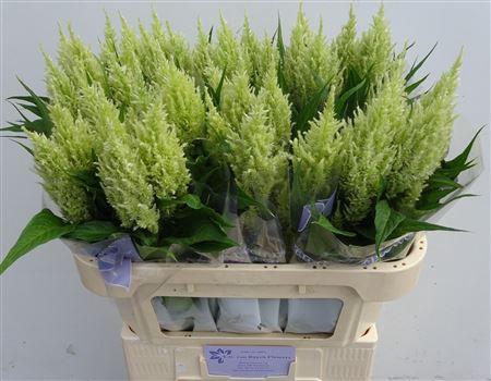 <h4>Celosia P Sunday Green</h4>