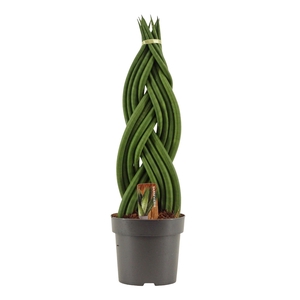 Sansevieria Cylindrica 14 cm Braid