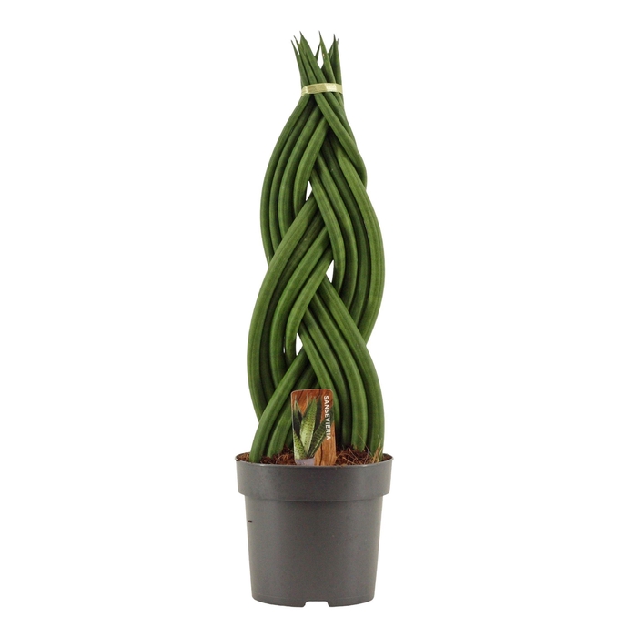 <h4>Sansevieria Cylindrica 14 cm Braid</h4>