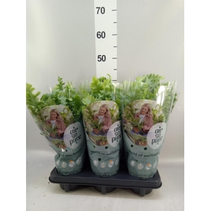 Phlebodium aureum 'Davana'