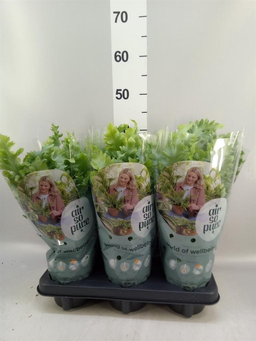<h4>Phlebodium aureum 'Davana'</h4>