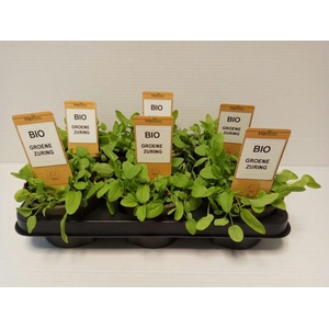 Zuring groen P12 HERBIO steker