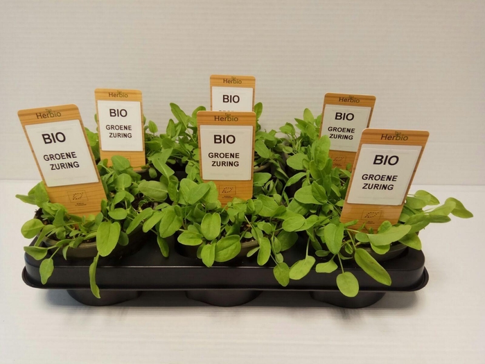 <h4>Zuring groen P12 HERBIO steker</h4>