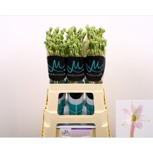 POLIANT TU ELSA BLUS