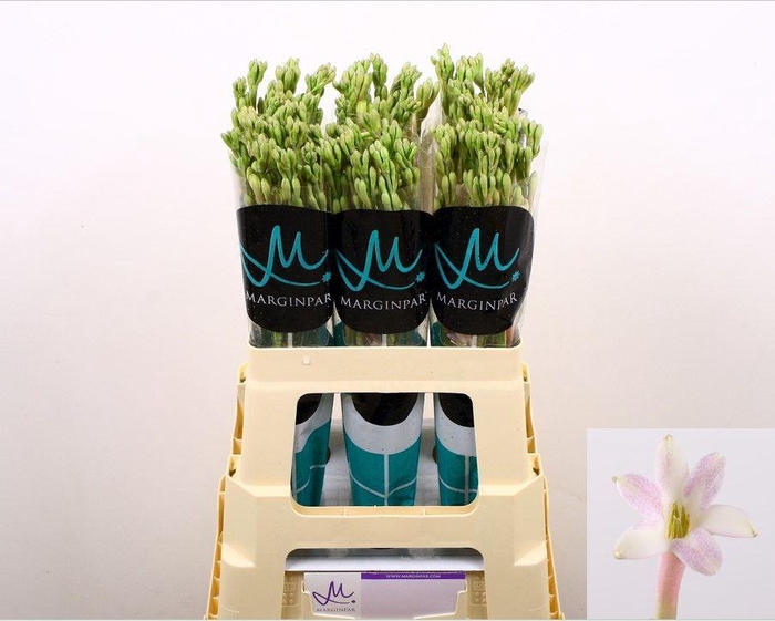 <h4>POLIANT TU ELSA BLUS</h4>