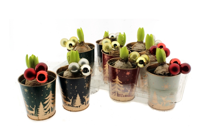 <h4>HYACIN ORIENTAL GEM</h4>