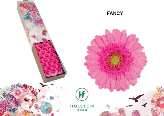 <h4>Germini Fancy Doos</h4>