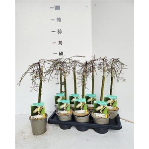 Salix Rep Voorthuize