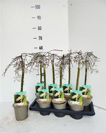 <h4>Salix Rep Voorthuize</h4>