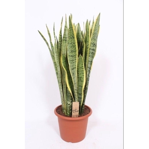 Sansevieria Laurentii