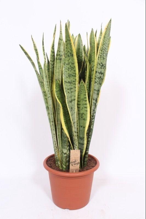 <h4>Sansevieria Laurentii</h4>