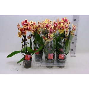PHAL EL CASCADE