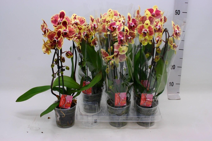 <h4>PHAL EL CASCADE</h4>