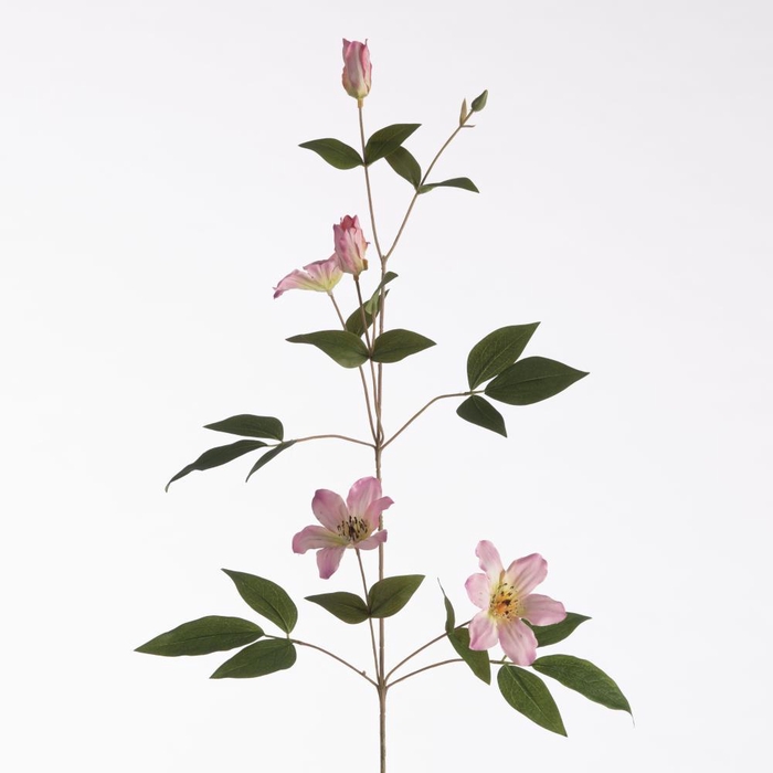 <h4>AF Clematis L82cm Pink</h4>