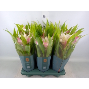 Guzmania  'Deseo Magical White'