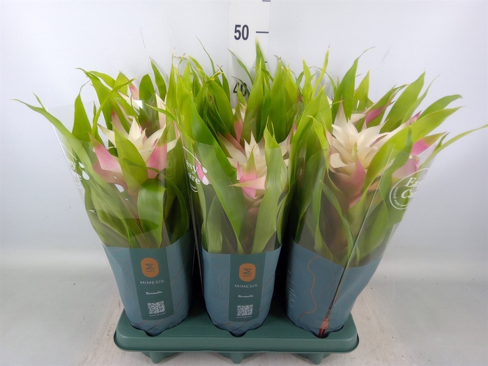 <h4>Guzmania  'Deseo Magical White'</h4>