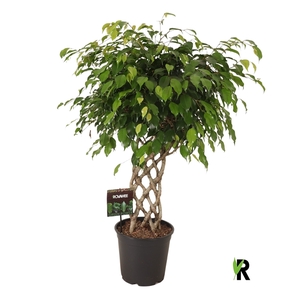 Ficus benj. Exotica gevlochten mat