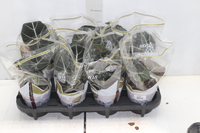 <h4>ALOCASIA BLACK P12</h4>