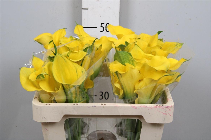 <h4>Zant Capt Solo</h4>