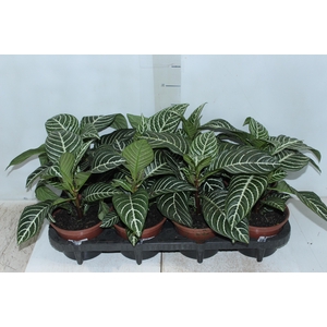 APHELANDRA P15 SEM FLOR