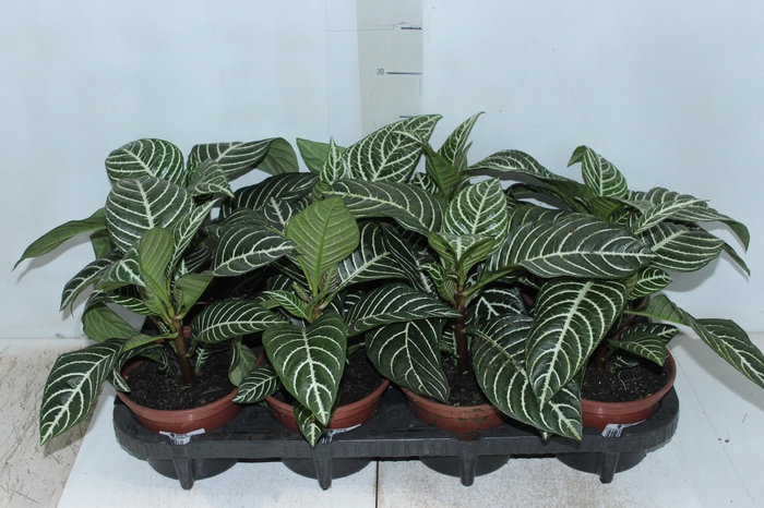 <h4>APHELANDRA P15 SEM FLOR</h4>