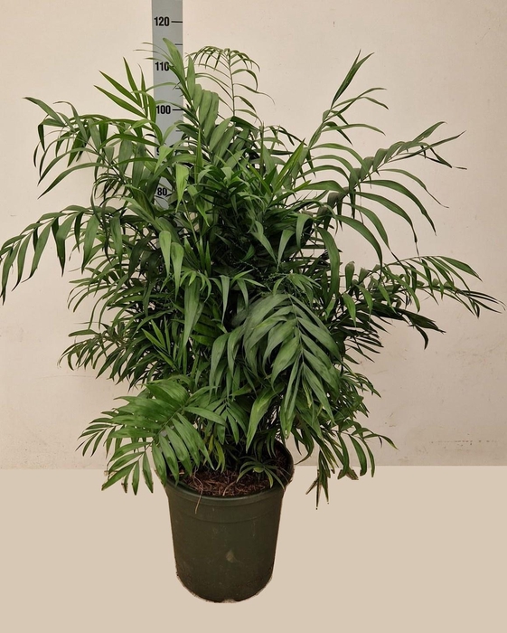 <h4>CHAMAED ELEGANS</h4>