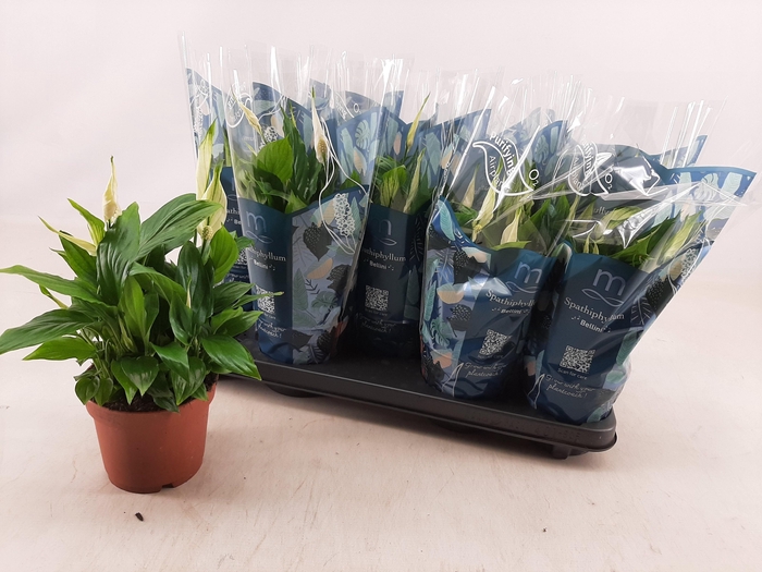 <h4>SPATH BELLINI</h4>