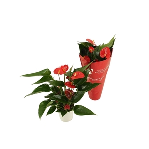 Anthurium Xl.34 Arisa red 9cm (in sierhoes)