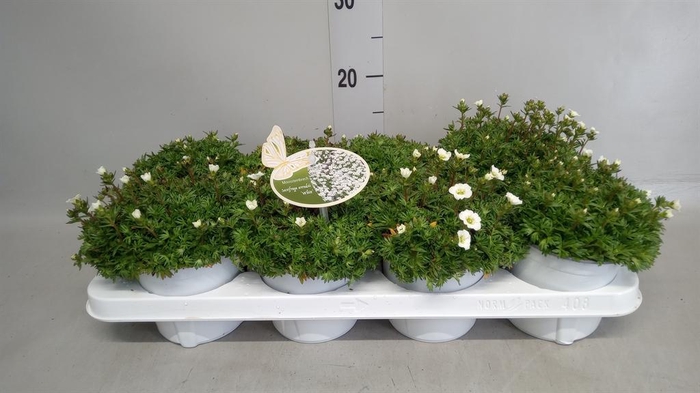 <h4>Saxifraga arend.</h4>