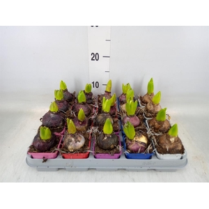 Hyacinthus orie.   ...mix 5