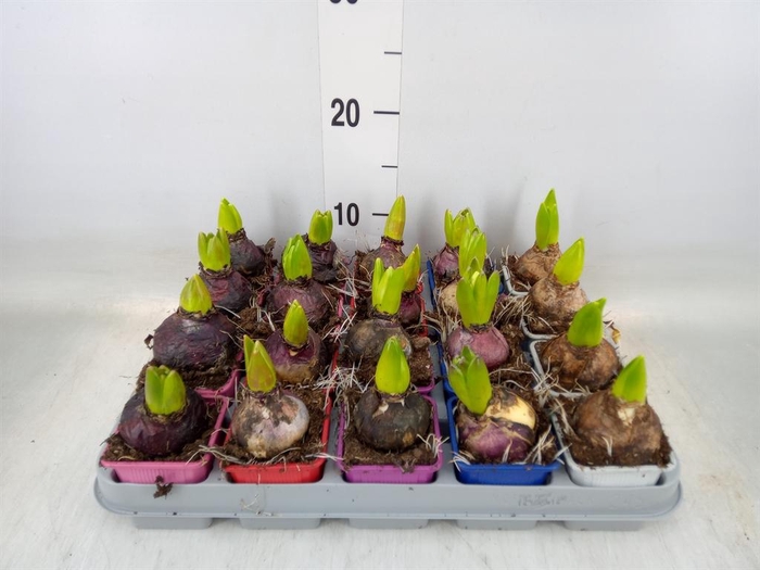 <h4>Hyacinthus orie.   ...mix 5</h4>