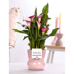 Zantedeschia pink in P&PURE Plant Vase Maxima pink