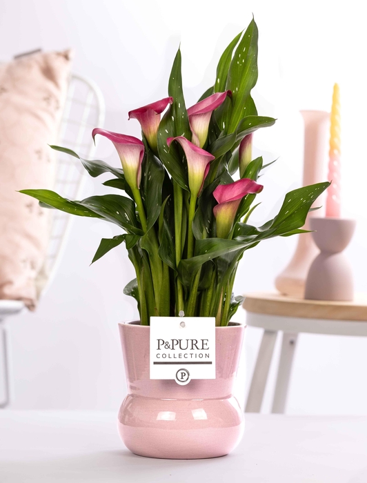 <h4>Zantedeschia pink in P&PURE Plant Vase Maxima pink</h4>