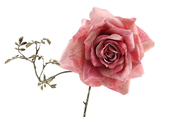 <h4>Rosa Spray Pink</h4>