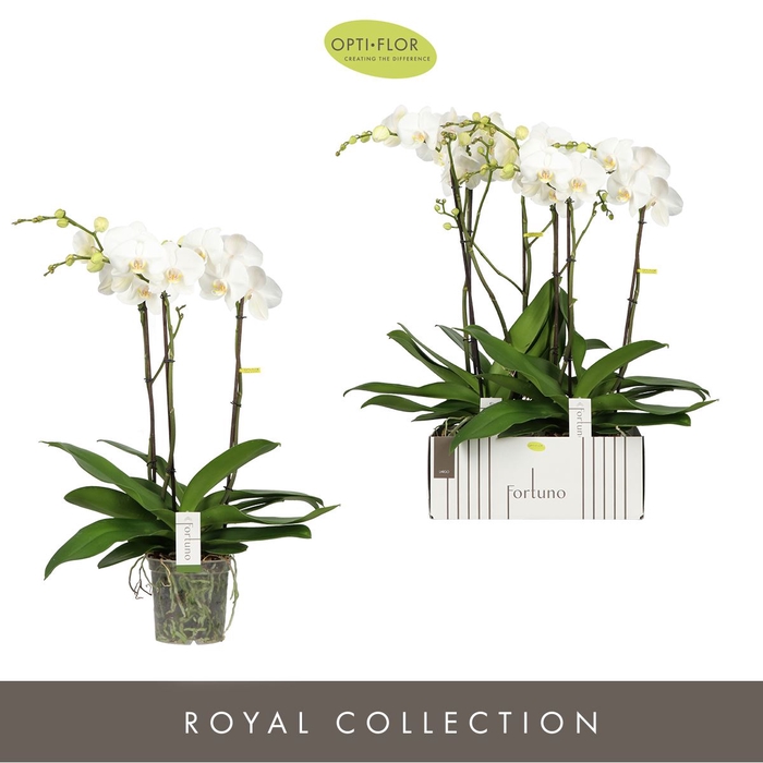 <h4>Phalaenopsis wit meer takken</h4>