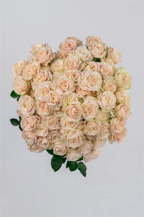 <h4>R GR Tr Daria</h4>