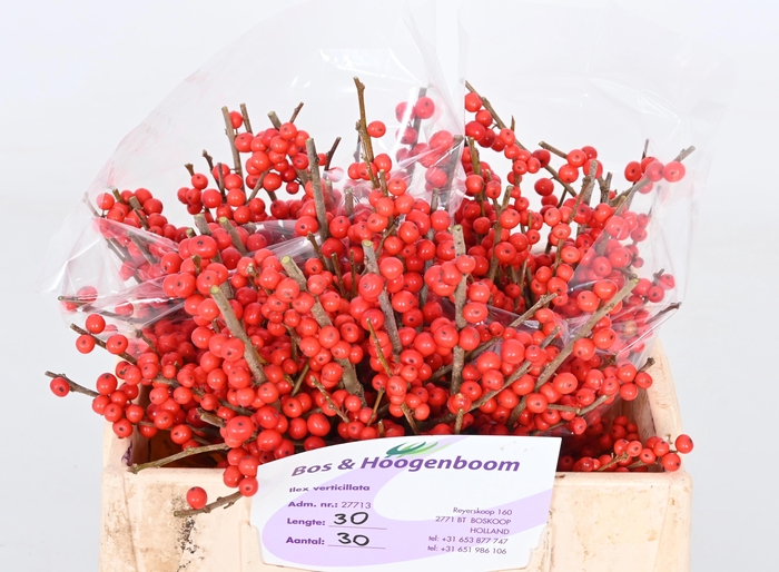 <h4>ILEX VE RODE BES</h4>