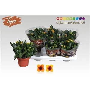 KAL EN TIGER GEM