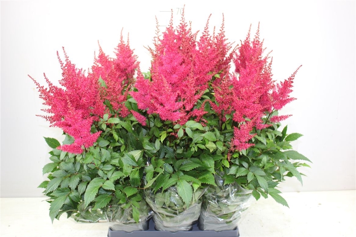 <h4>Astilbe Ar Drum And Bass</h4>