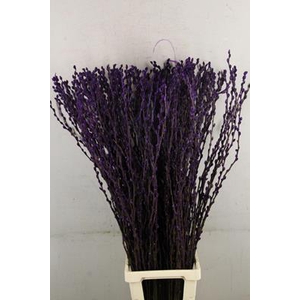 Salix Snowflake 120cm D.lilac